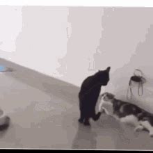 Cat On Roomba Gif GIFs | Tenor