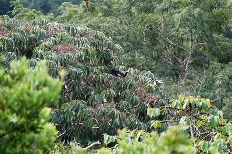 Yasuni National Park in Ecuador: Our Visiting Experience - My Trip To Ecuador