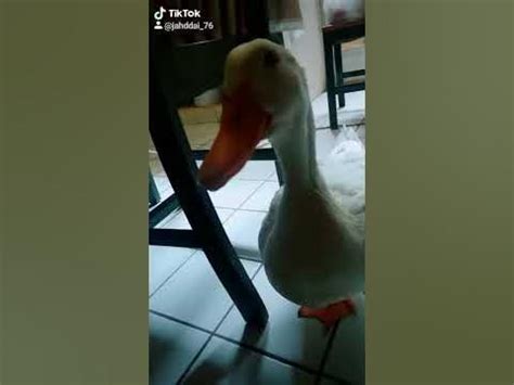 Tik Tok Funny Duck1 Youtube