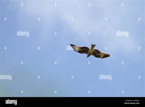 Black Kite Bird In Flight On Blue Sky Background Milvus Migrans Stock