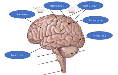 Hypothalamus Diagram | Quizlet