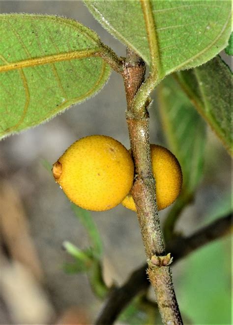 Ficus Inaequipetiolata Tangkulap Fr 01 Tongod Sabah The Figs Of Borneo