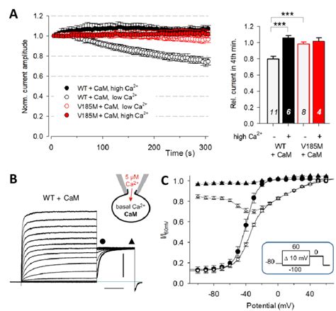 In Cells Co Expressing Calmodulin Cam High Intracellular Ca