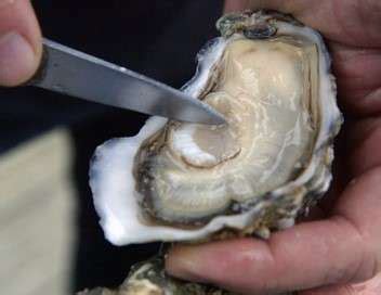 Coquillages Crustac S La Mer Sur Un Plateau Documentaire