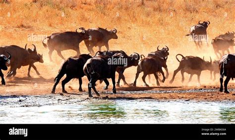 African Buffalo Syncerus Caffer Herd Drinking At Water Hole Tsavo