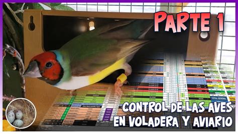 Control De Las Aves En Voladera Y Aviario Parte Youtube