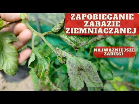 Jak Zapobiega Wyst Powaniu Zarazy Ziemniaczanej Na Pomidorach Youtube