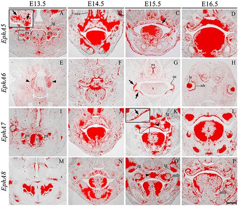 Frontiers Ephrin Ligands And Eph Receptors Show Regionally Restricted