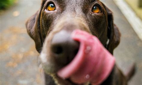 Cual Es La Mejor Edad Para Educar A Un Perro