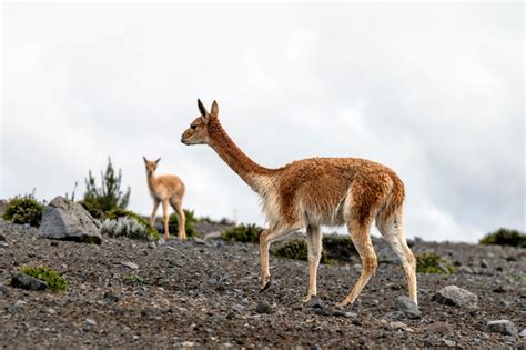 Premium Photo Vicuas In The Paramo Of The Chimborazo Volcano