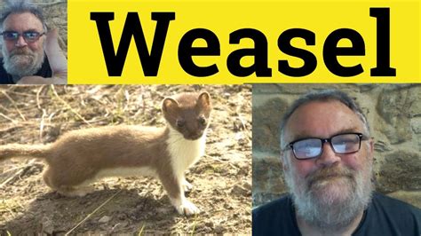 🔵 Weasel Meaning Weasel Examples Weasel Into Defined Weasel