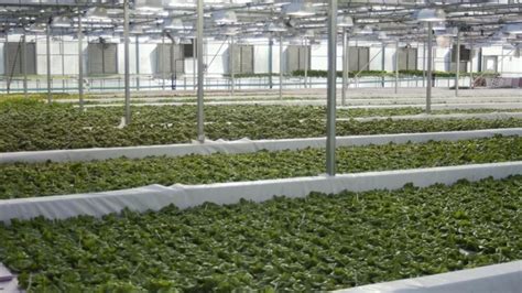 Aquaponics-The Future Farm