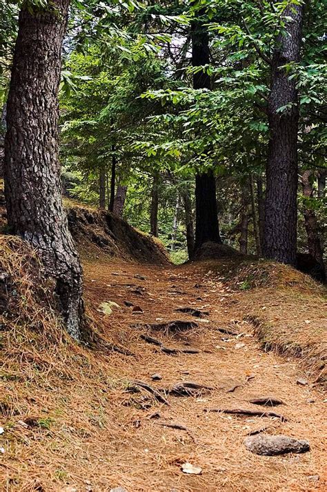 Path In The Wood Fall Walkway Walk Photo Background And Picture For Free Download - Pngtree