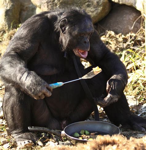 Meet The Fascinating Food Cooking Chimpanzee Animals