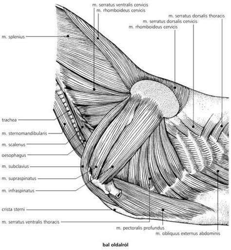 A Regio Axillaris Mély Izmai Lovon Horse Anatomy Equine Veterinary