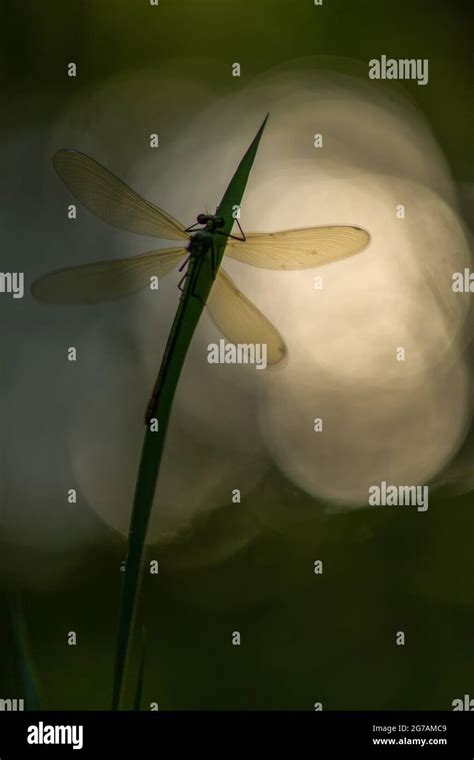 Great Royal Dragonfly Anax Imperator Stock Photo Alamy