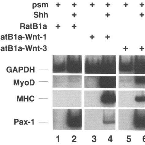 Shh And Wnt Combinatorially Induce Myogenic Bhlh Gene Expression In