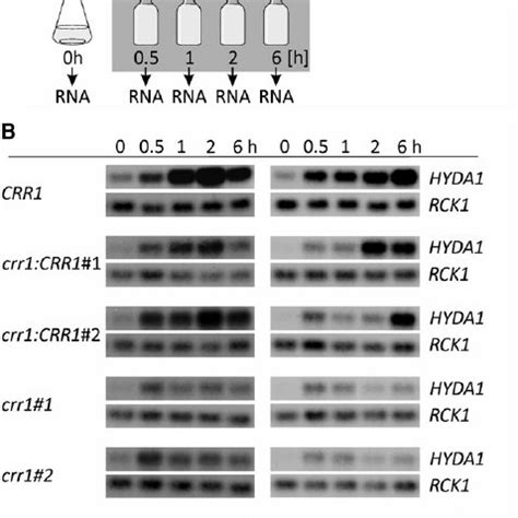 Experimental Setup And Sample Evaluation By Rna Gel Blot Hybridization