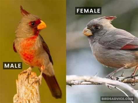 Male VS Female Cardinal: How To Tell Them Apart