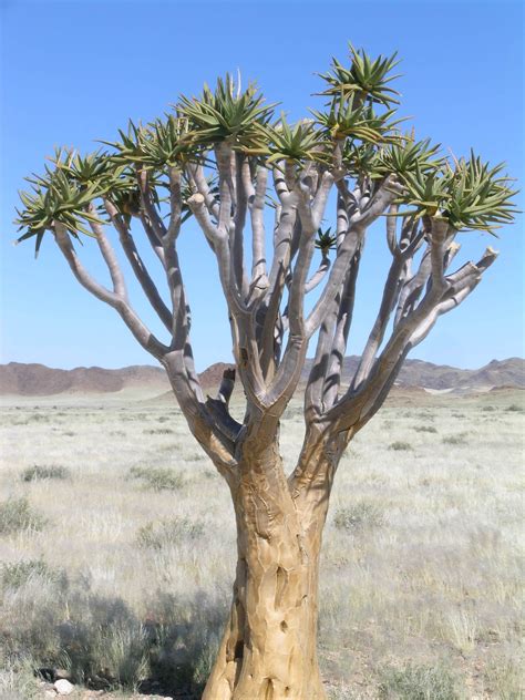 namibian aloe tree Archives - Henry Homeyer