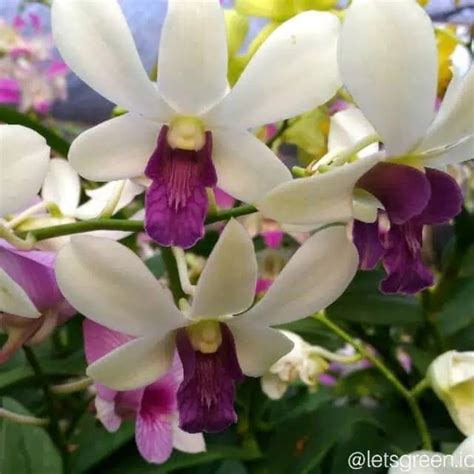 Jual Anggrek Dendrobium Wonleng Tanaman Hias Indoor And Outdoor Hp