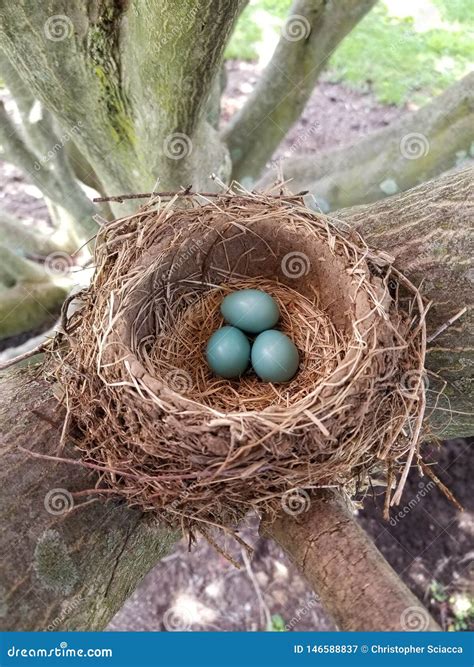 Robinand X27s Nest With Eggs In Natural Light Stock Image Image Of