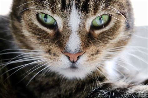 Things That Your Cat Secretly Hates The Great Catsby Pet Services