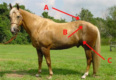 20 Horse Anatomy Quiz & Trivia Questions For Horse Lovers