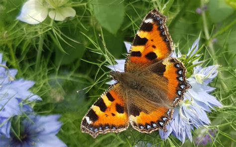 Butterflies Of The South Downs Sussex Walks