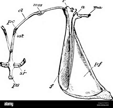 Coracoid process hi-res stock photography and images - Alamy