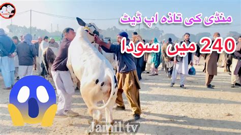 Today Mandra Mandi Latest Update Ll Dhani Bulls Ll Domail Mandi Ll