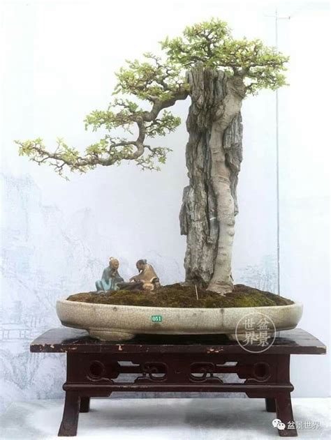 Pin oleh Alex Horvath di Bonsai | Pohon bonsai, Seni pohon, Berkebun ...