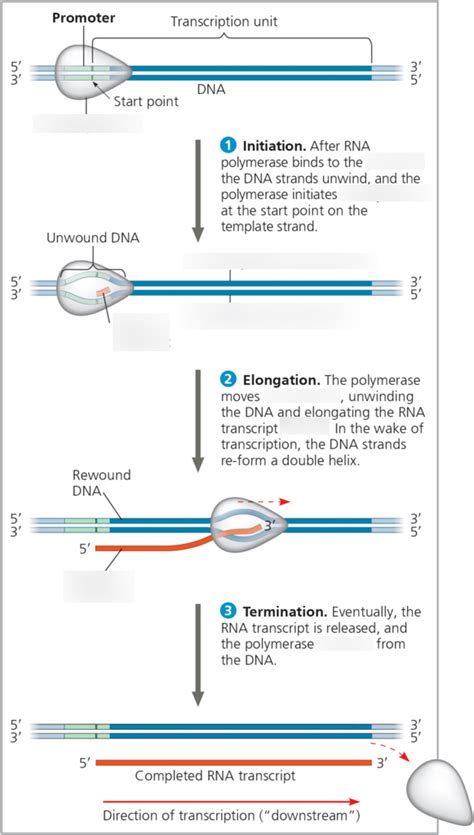 Stages of Transcription Diagram | Quizlet