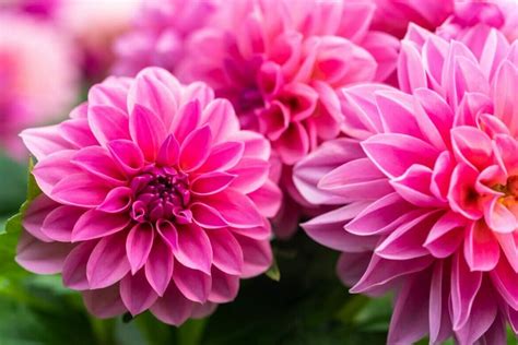 15 Officially Recognized Dahlia Flower Colors