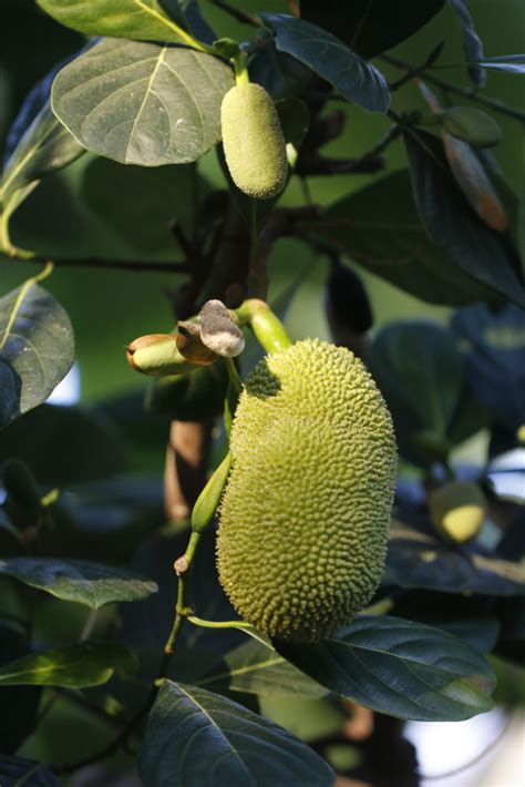 パラミツ（ジャックフルーツ，ナガミパンノキ） 大阪の植物園 咲くやこの花館－