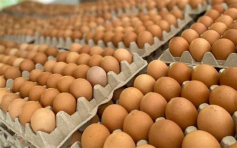 Nicaragua Reporta Aumento En La Producci N De Carne De Pollo Y De Huevos