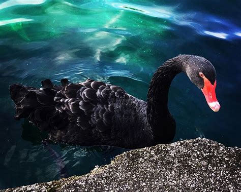 The Black Swan The Impossible Avian Cygnus Atratus