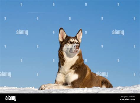 Siberian Husky Canis Lupus F Familiaris Lying In The Snow Stock