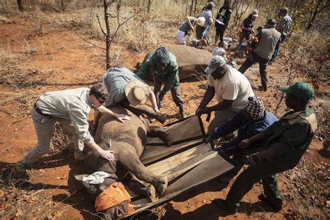 Pictures Rhinos Dehorned To Curb Poaching The Citizen