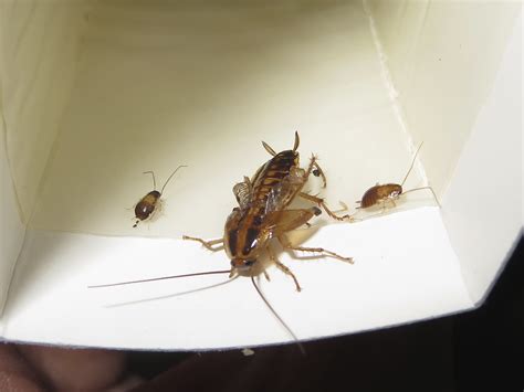 Identify Cockroach Species | Roach | cockroach | Insect