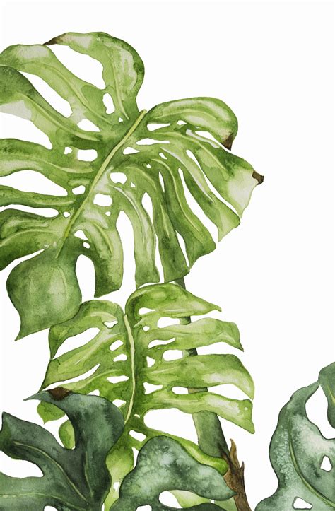 One Of My First Full Watercolors Monstera Deliciosa R Watercolor