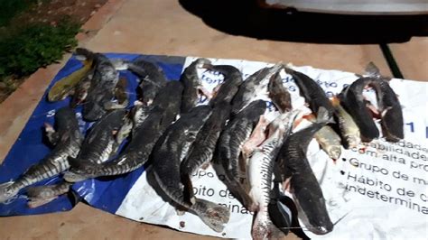 Cerca De Kg De Pescado Irregular S O Apreendidos Em Tr S Munic Pios