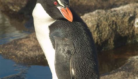 The 18 Best Penguin Species (All Of Them) - The Dodo