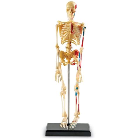 Kids Skeleton Anatomy Model Kit | Science Museum Shop