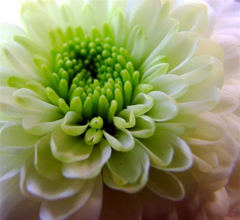 Green Flowers for Gardens and Arrangements - Dengarden