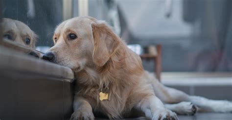 Qué significa cuando mi perro se arrastra con la cola en el suelo