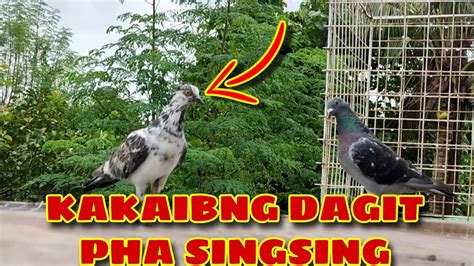 Gandang Dagit Pha Banded Pero Fancy Pigeon Karera Ng Kalapati Youtube