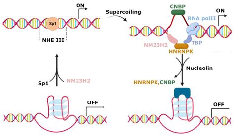 Schematic Representation Of C Myc Transcription Regulation G Can