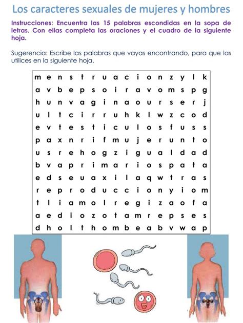 Sopa De Letras De El Aparato Reproductor Masculino Y Rainy Weathers