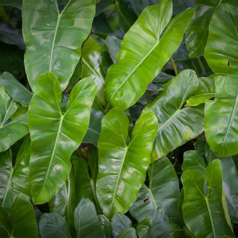 tipos de philodendron clases  variedades pur plant